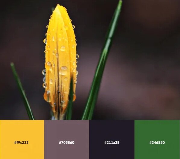 تصاویر | رنگ هایی که ترکیب آنها خانهتان را زیبا میکند | پالت های رنگی الهام گرفته از طبیعت