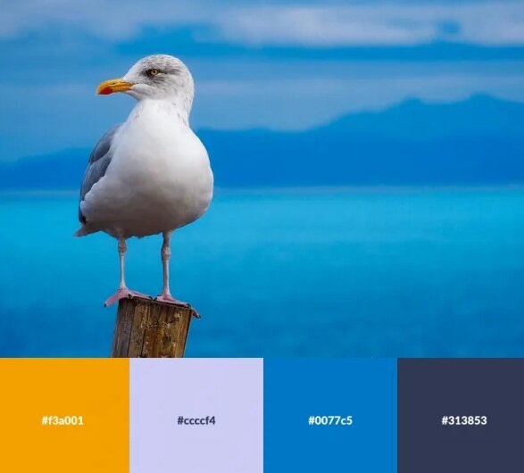 تصاویر | رنگ هایی که ترکیب آنها خانهتان را زیبا میکند | پالت های رنگی الهام گرفته از طبیعت