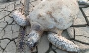 تصاویر ناراحت‌ کننده تلف‌ شدن لاک‌ پشت مسن در سواحل هندیجان