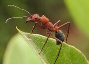 ببینید | لحظه حیرت‌انگیز آب خوردن مورچه از روی برگ