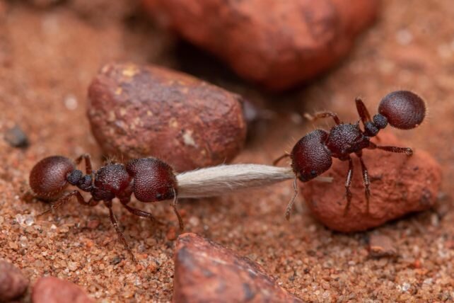 چه تعداد مورچه در دنیا زندگی می‌کنند؟ | انتشار آمار خیره‌کننده جمعیت این حشرات