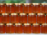 جدیدترین قیمت انواع عسل در بازار | عسل گون کیلویی ۱۲۰ هزار تومان