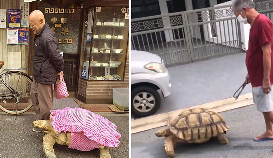 تصاویر عجیبترین حیوان خانگی | پیادهروی یک پیرمرد با حیوان غولپیکرش را ببینید