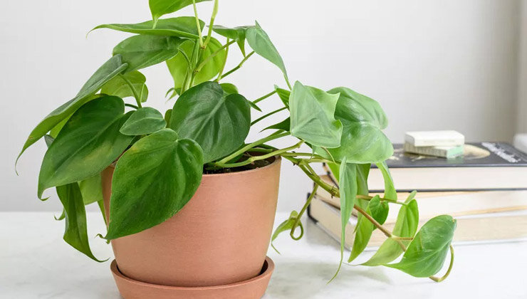 ۱۶ گیاه تصفیه کننده هوا با شرایط نگهداری آسان | راهکاری زیبا و سبز برای رفع آلودگی هوا در خانه