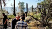 ببینید | آتش‌سوزی در ۶ هکتار از نخلستان‌های ‌رودان