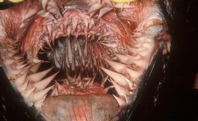 شکارچی عروس‌ها | منظره‌ای ترسناک از داخل دهان یک لاک‌پشت دریایی پشت‌چرمی