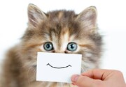 تصاویری کمدی از گربه‌های خانگی | تصویر این ۵ گربه شما را به خنده می‌اندازد