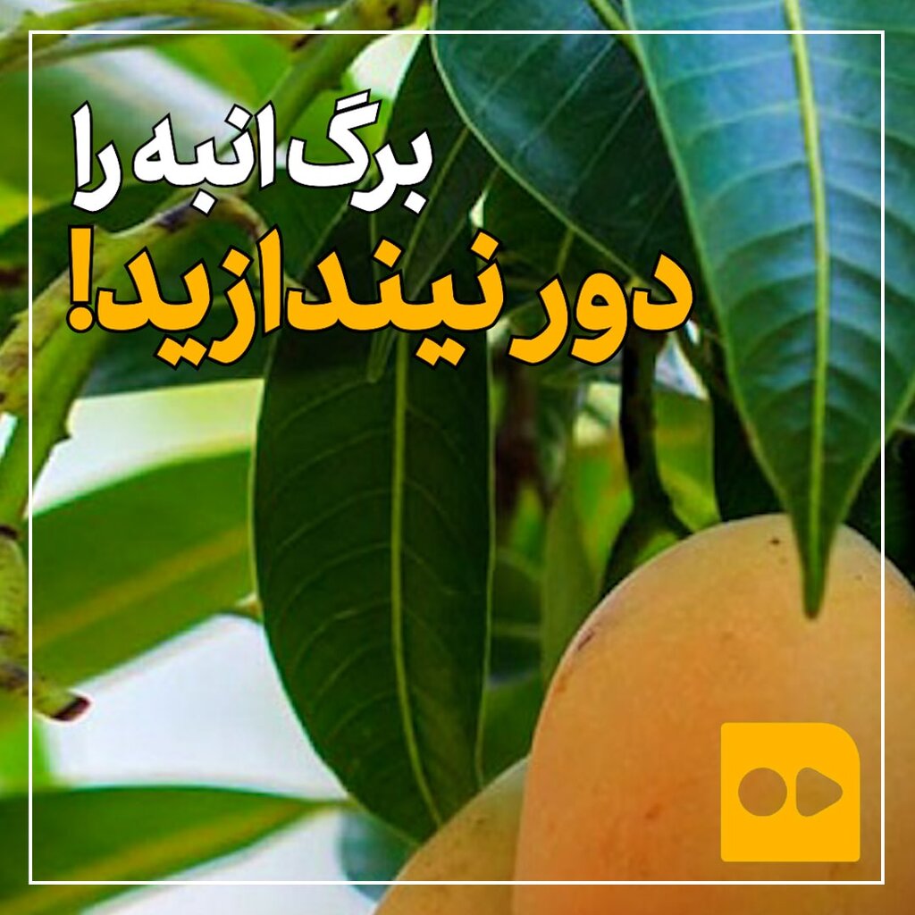 برگ انبه را دور نیندازید