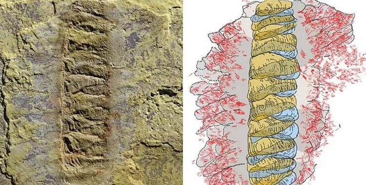 کشف کرمهایی که زره پوش داشتند | زمین ۵۰۰ میلیون سال قبل جولانگاه آنها بود