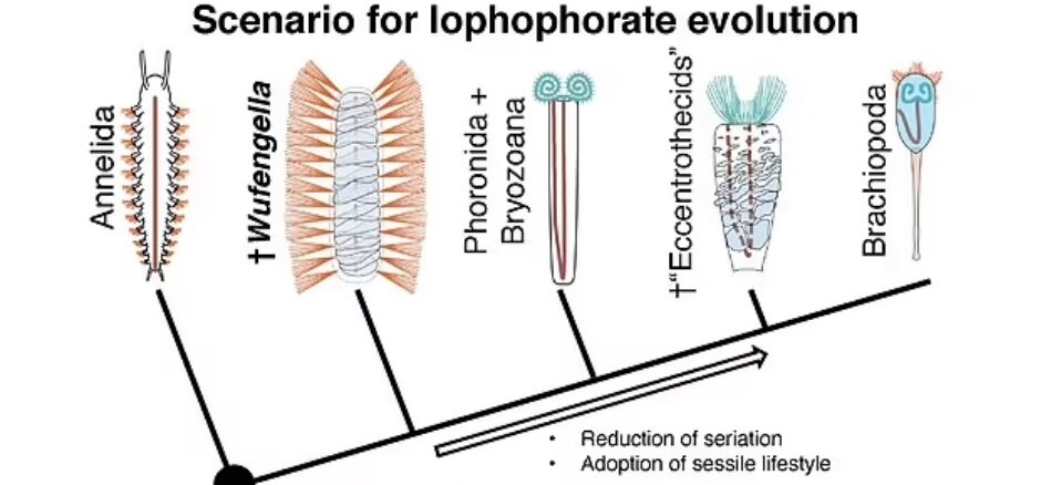 طرح احتمالی چگونگی دگکردیسی و تحول جانداران بی مهره در طول زمان