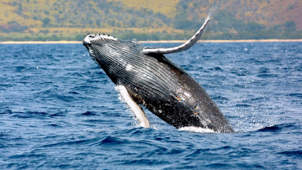 وال گوژپشت - نهنگ