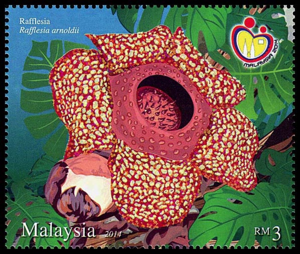 تصاویر | بزرگترین گل دنیا شکوفه داد | کاربرد دارویی خاص این گل آرنولدی