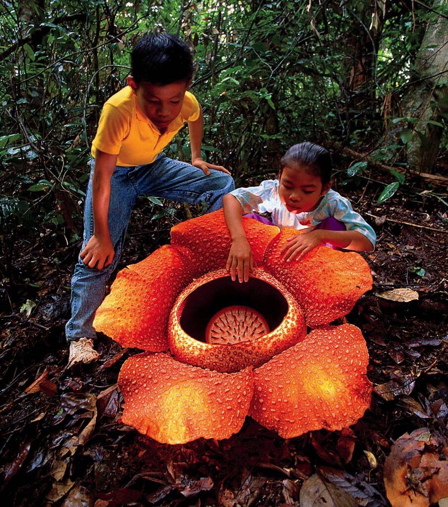 تصاویر | بزرگترین گل دنیا شکوفه داد | کاربرد دارویی خاص این گل آرنولدی