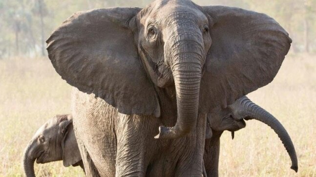 کشف فیل ۱۲ هزار ساله | آیا فیل‌های باستانی شکار می‌شدند؟