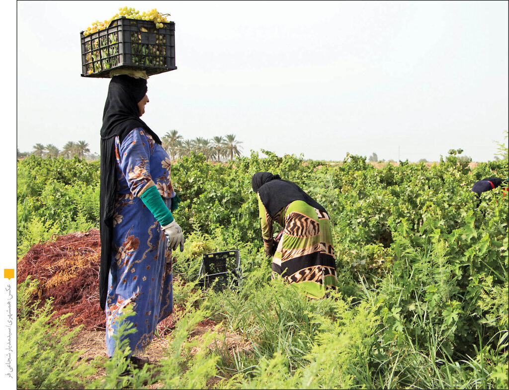 جوانان از زمین های کشاورزی قهر کردهاند | شغل آبا و اجدادی ریشهریها به دست مهاجران افتاده