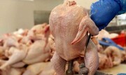 مرغ ازان می شود؟ | ۴ مصوبه جدید برای تنظیم بازار مرغ