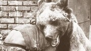 تصاویر | کُشتی با خرس وسط خیابان‌های تهران قدیم