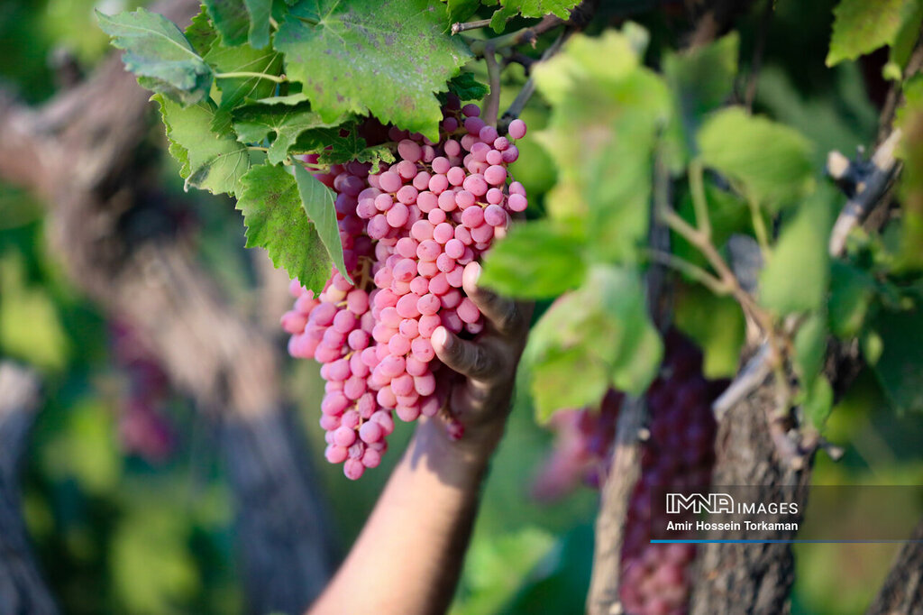 میوه بهشتی برای کاهش فشار خون و تقویت حافظه