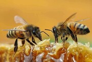 عکس | همکاری باورنکردنی دو زنبور برای باز کردن در نوشابه را ببینید!