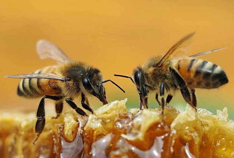 همکاری باورنکردنی دو زنبور را ببینید!