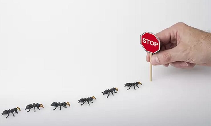 ۱۴ ترفند ساده برای دفع سریع مورچه از خانه