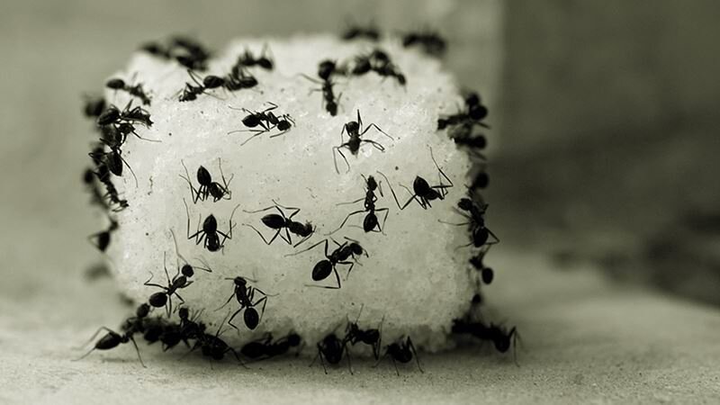 چگونه-مورچه-ها-را-از-خانه-فراری-دهیم؟.jpg