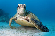 ببینید | ترفند جالب لاکپشت برای فرار از دست کوسه