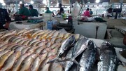 آخرین قیمت ماهی در میادین | ماهی شوریده و حلوا سیاه جنوب کیلویی چند؟