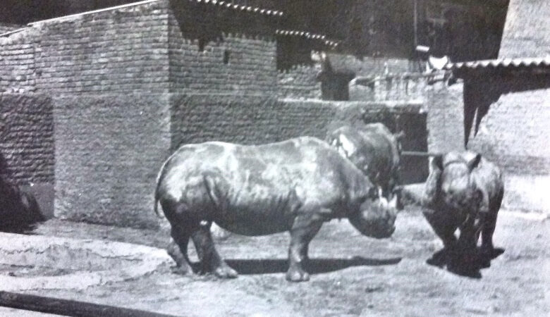 خیابان باغ وحش تهران کجاست؟ | این توله شیر باعث اخراج کارمند تلگرافخانه شد