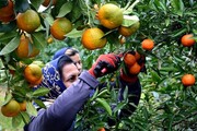 معمای نارنگی‌های زودرس | جدیدترین قیمت میوه‌های پاییزه