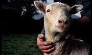 گوسفندهای ویرایش ژنتیکی‌شده امید برای درمان بیماری‌های کشنده کودکان ایجاد می‌کنند