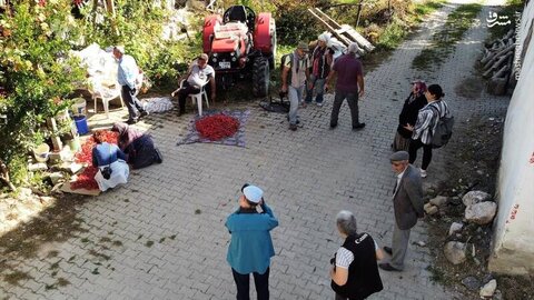 جذب گردشگر با فلفل