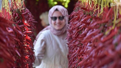 جذب گردشگر با فلفل