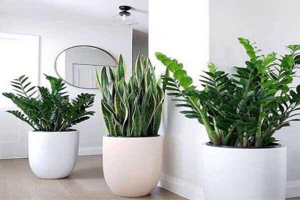 ترفندهایی برای انتخاب گلدان مناسب | یک قاعده کلی برای خرید گلدان | گلدان پلاستیکی بهتر است یا سرامیکی؟