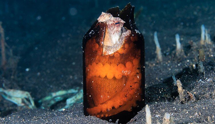 تصاویر | رنجهای یک اختاپوس دختر | ۷ واقعیت شگفتانگیز درباره یتیمهای اعماق اقیانوس