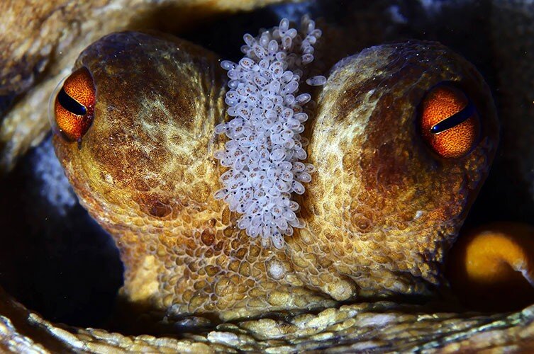 تصاویر | رنجهای یک اختاپوس دختر | ۷ واقعیت شگفتانگیز درباره یتیمهای اعماق اقیانوس