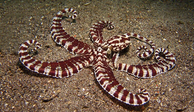 تصاویر | رنجهای یک اختاپوس دختر | ۷ واقعیت شگفتانگیز درباره یتیمهای اعماق اقیانوس