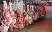 گوشت‌های کشتارگاه کرمان با آب فاضلاب شسته می‌شوند؟ | واکنش رئیس شورای شهر و سازمان دامپزشکی