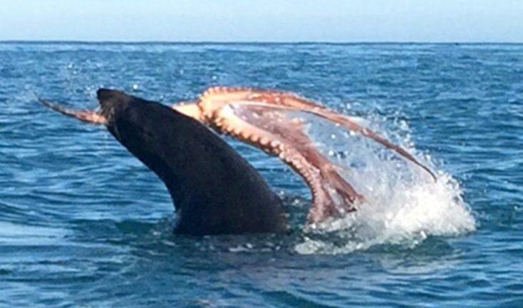 تصاویر لحظه باورنکردنی نبرد فک دریایی و اختاپوس | تلاش برای زنده ماندن تا سرحد مرگ