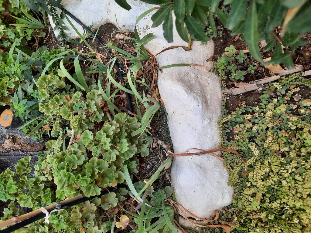 خانه سبز محله منیریه | لذت چیدن لیموشیرین، لیموترش، بالهنگ و پرتقال از یک درخت!