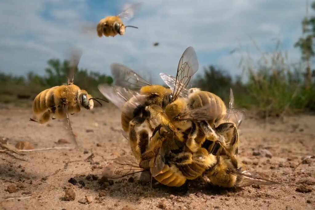 صحنه‌ای خارق‌العاده از زنبورهای کاکتوس نر را ببینید