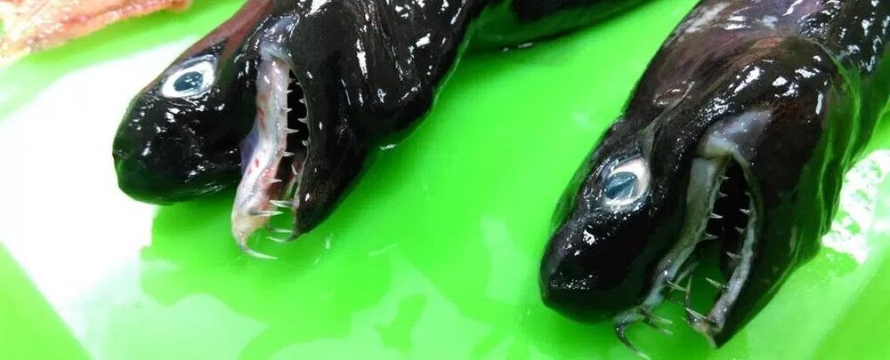 تصاویر جانوری عجیب شبیه هیولا! | آروارههای وحشتناک این موجود سیاه را ببینید