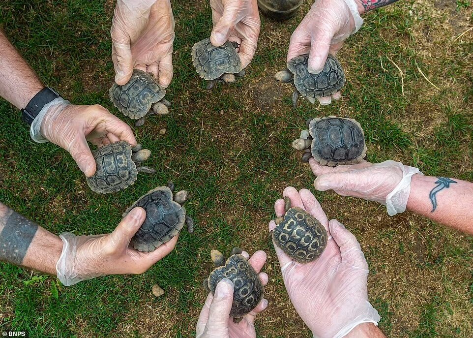 تصاویر لاک‌پشت ۷۰ ساله غول‌پیکر که با ۸ بچه جلوی انقراض خود را گرفت