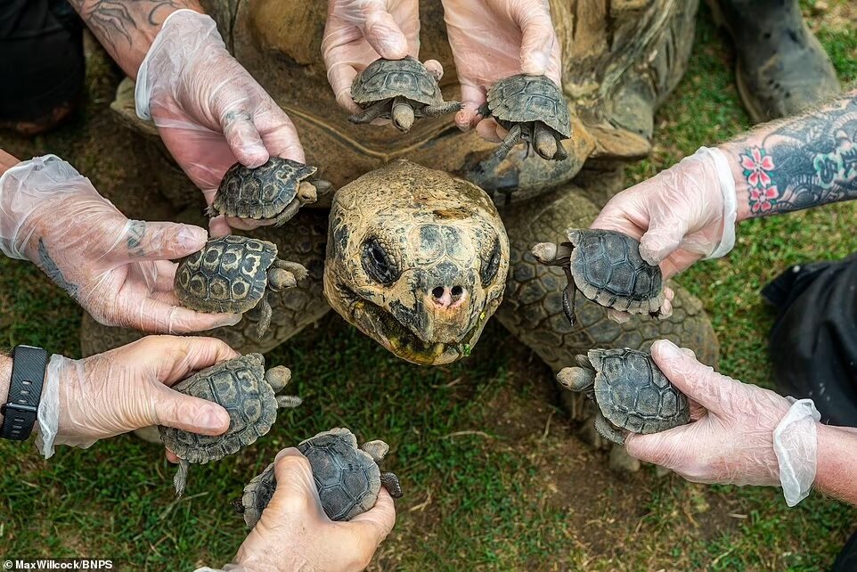 لاک‌پشت ۷۰ ساله که با ۸ بچه جلوی انقراض خود را گرفت