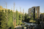 تصمیم تازه درباره باغات تهران در شورای شهر | تکلیف پروانه ساخت در این املاک چه شد؟
