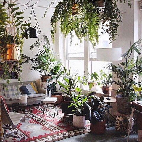 دکوراسیون با گیاهان