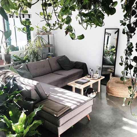 دکوراسیون با گیاهان