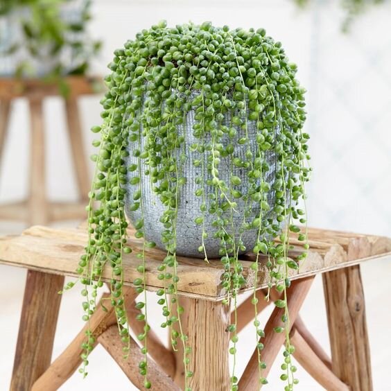 طرز نگهداری و تکثیر گل غوره ای | گیاه زیبایی که برگهایش شبیه دانههای تسبیح است