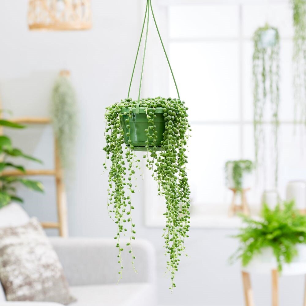 طرز نگهداری و تکثیر گل غوره ای | گیاه زیبایی که برگهایش شبیه دانههای تسبیح است