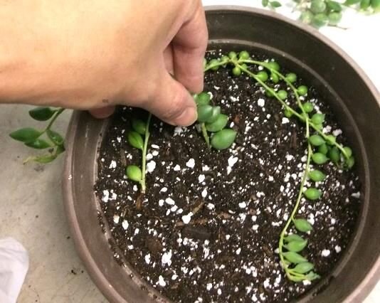 طرز نگهداری و تکثیر گل غوره ای | گیاه زیبایی که برگهایش شبیه دانههای تسبیح است